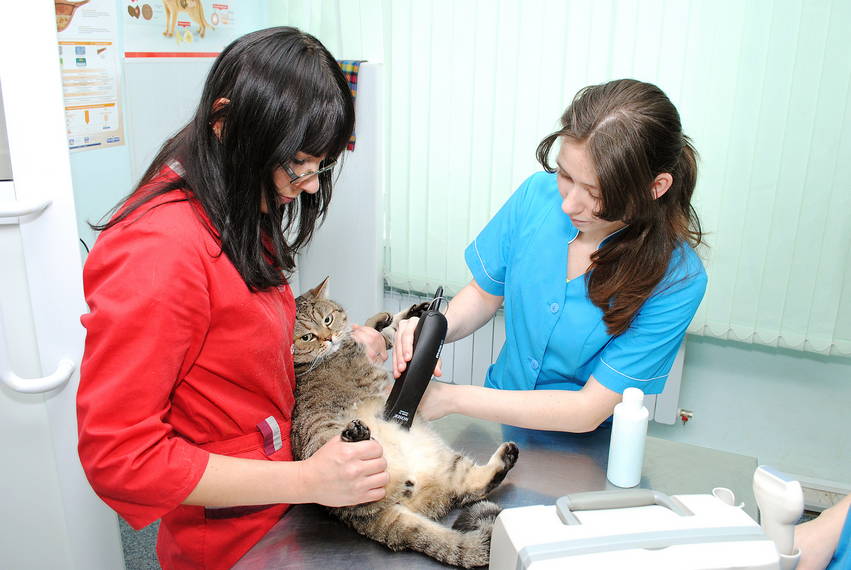 Клиника для кошек в туле